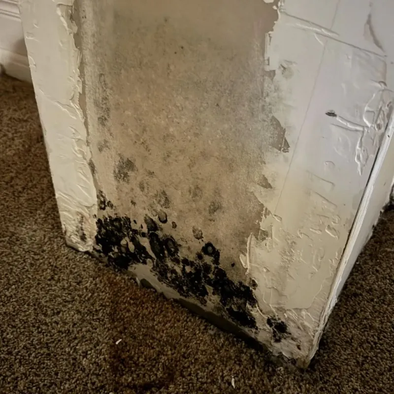 Professional Mold Removal in Laymantown, VA